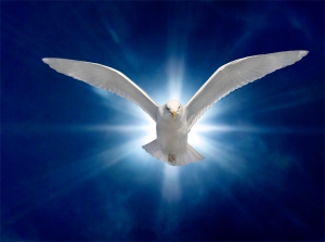 Bernie is visited by the dove of peace; Hillary and Wall Street get the bird.